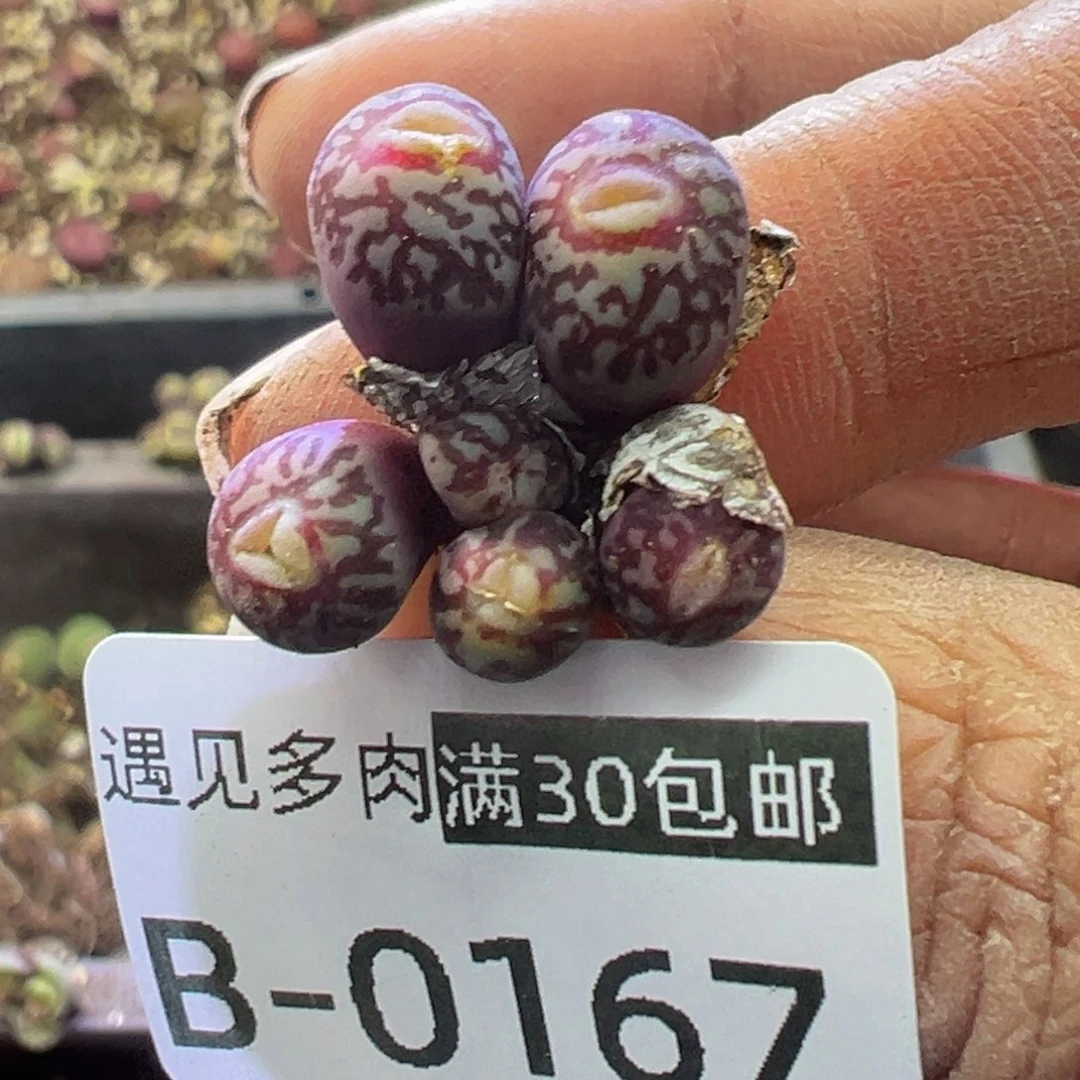 多肉植物11111111111111