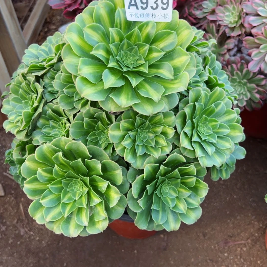 三**资939翡翠琉璃尺寸28左右