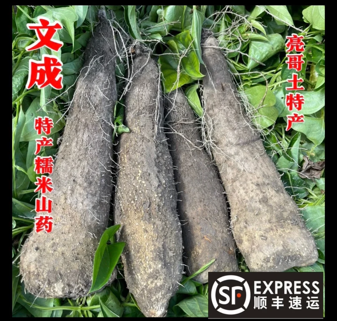 文成特产正品糯米山药现挖现发