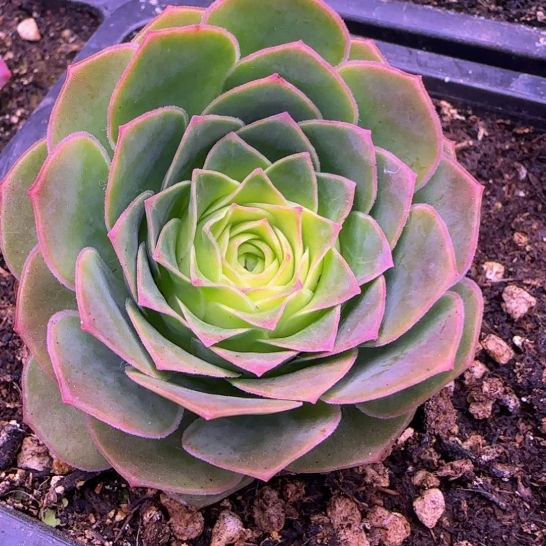 米奇头玫瑰5厘米13123535353