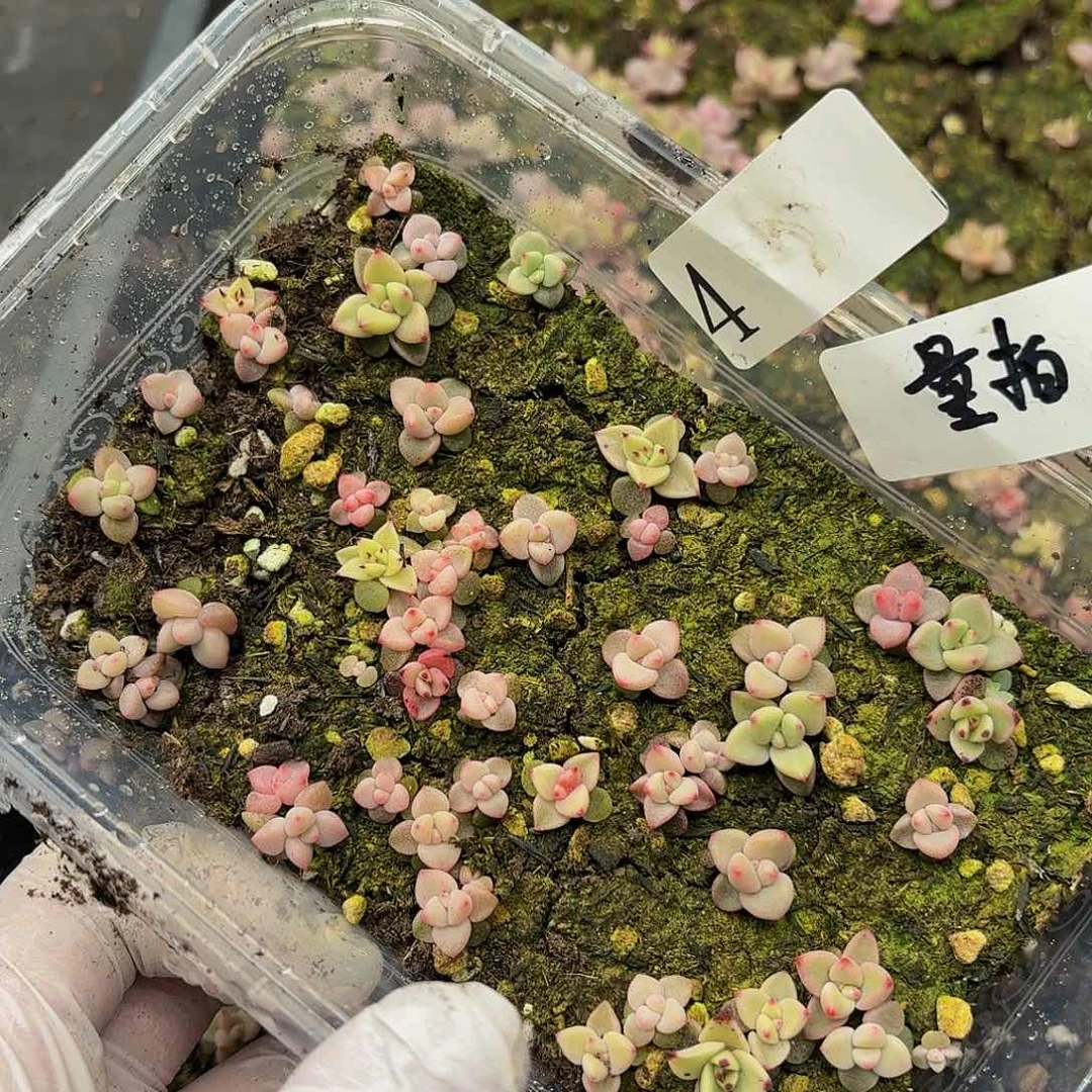 多肉植物多肉植物4量拍