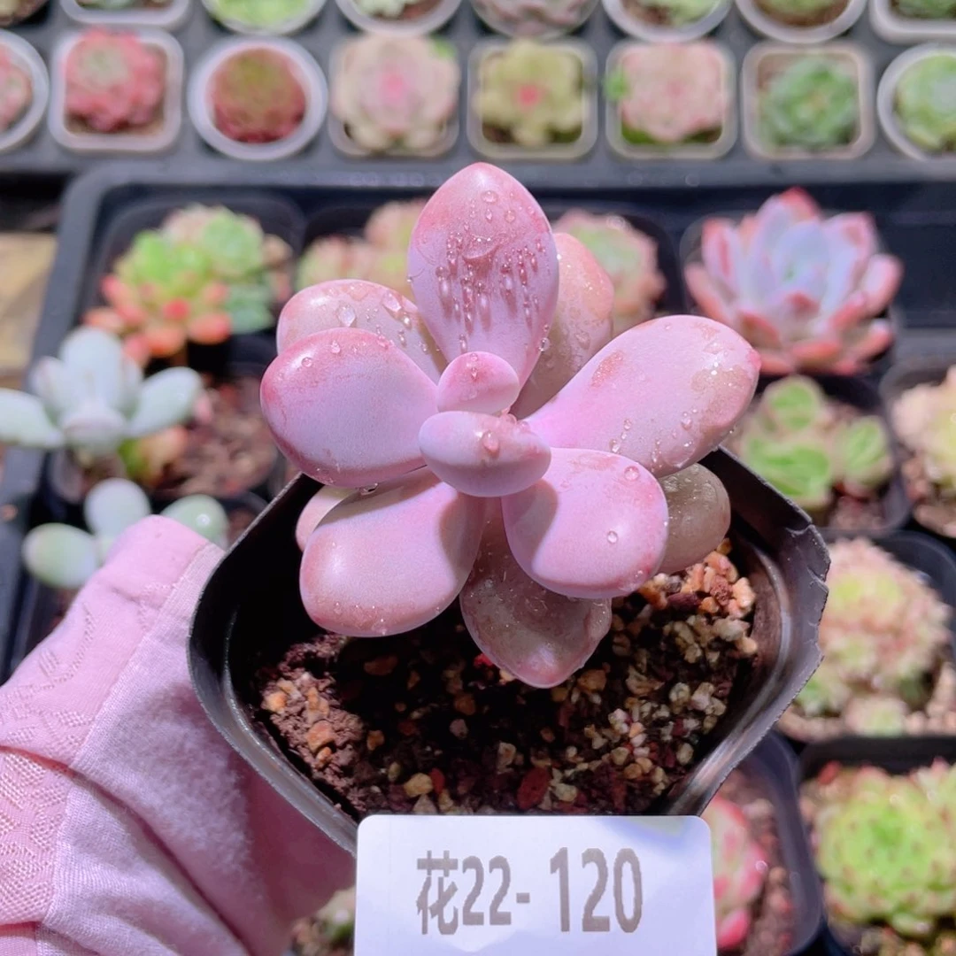 花利美22-120桃蛋