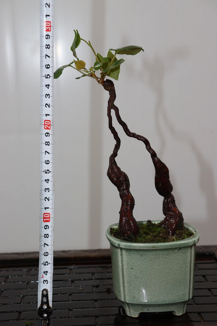 参首乌小盆景适合办公室桌面室内茶桌摆放的小茶宠