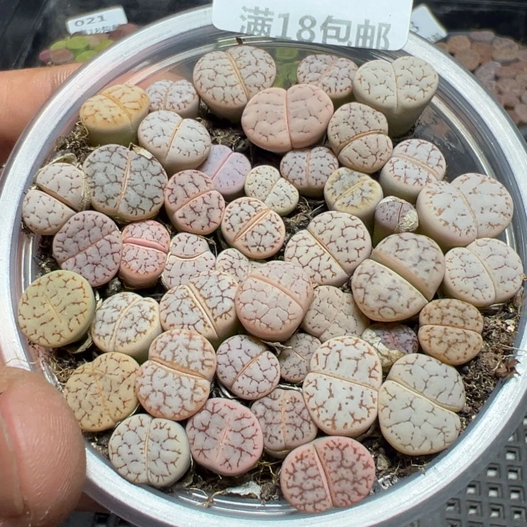 【闪购商品】 025。