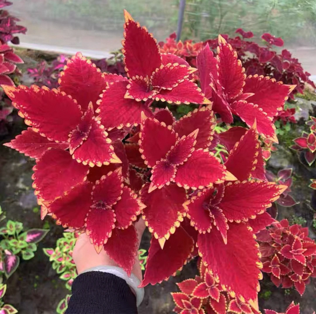 彩叶草盆栽室外花卉好养易活观叶庭院花园阳台植物红叶七彩变色紫