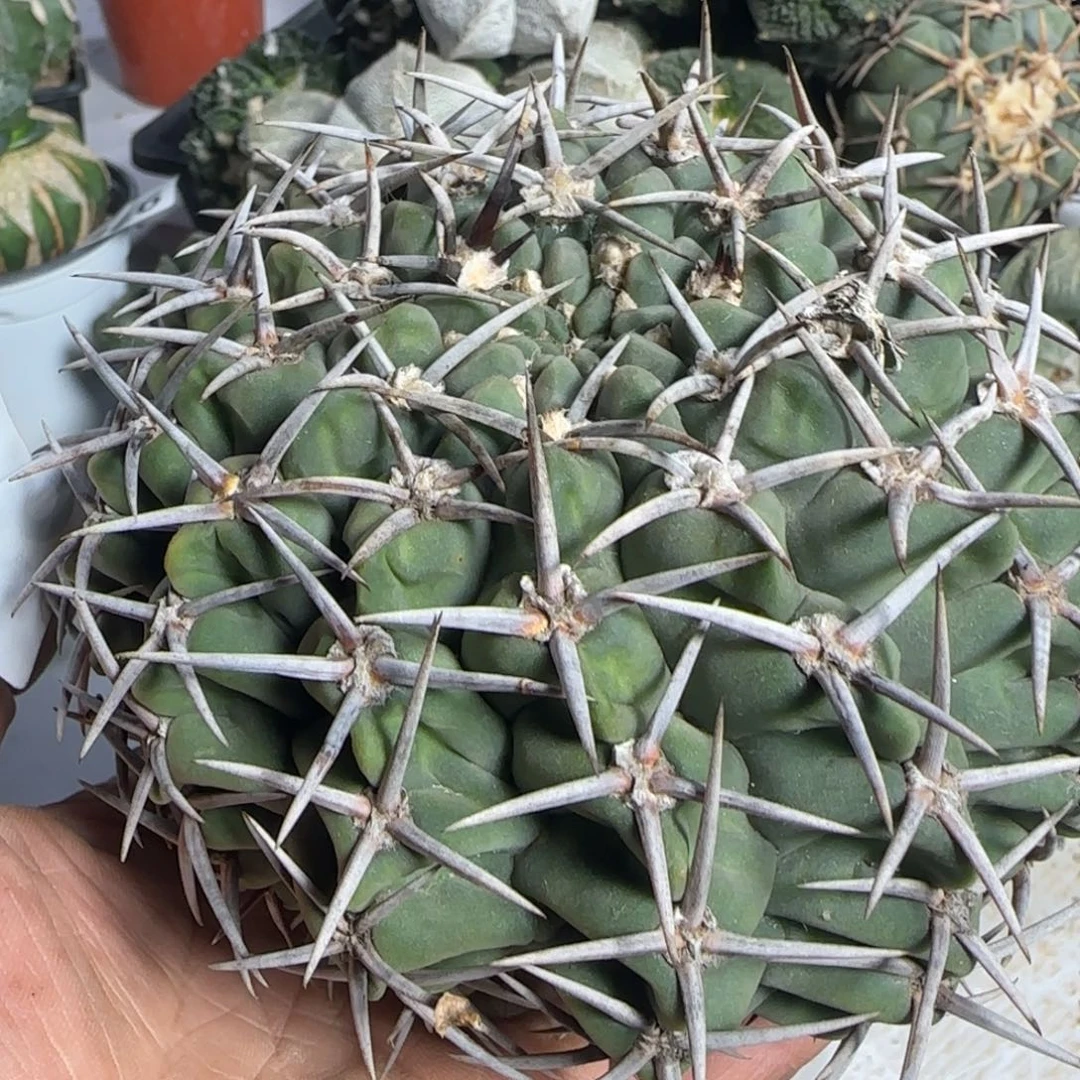 【闪购商品】13厘米五十铃碧岩984