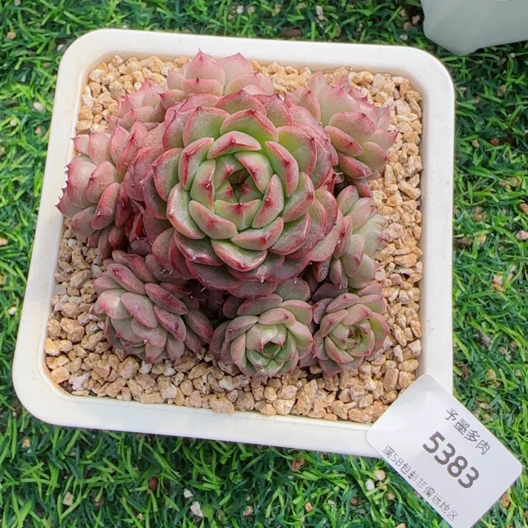 麦秆群，5383多肉植物