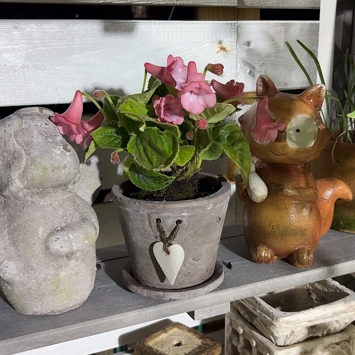 许纯的花房 爱心一套