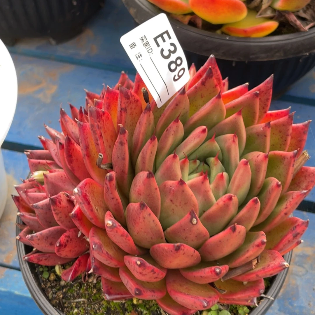 无花朵若如东云单拍E389