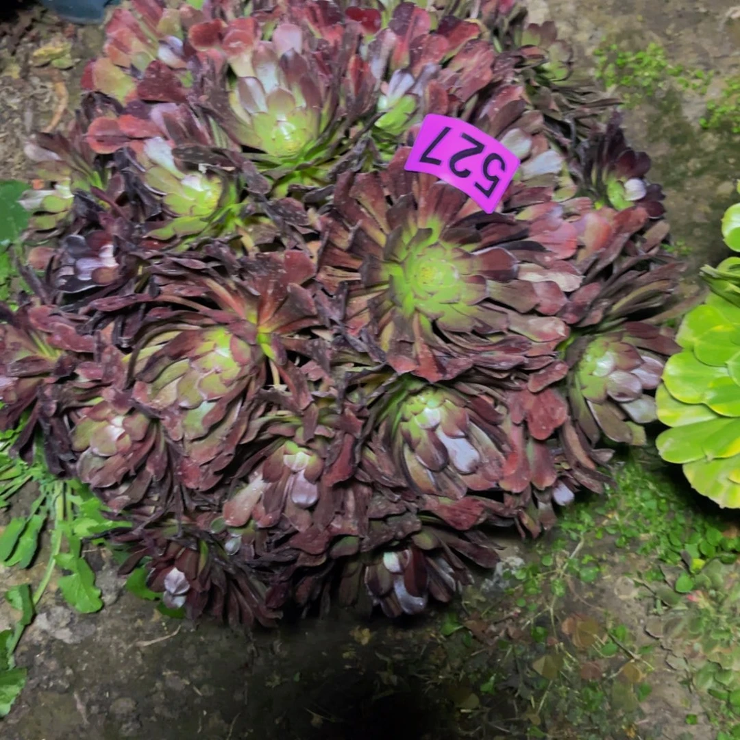 梅花法师26//////46包邮