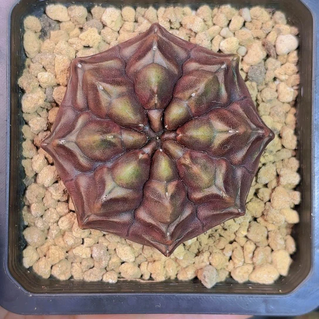 泰系实生梦想仙人球89号