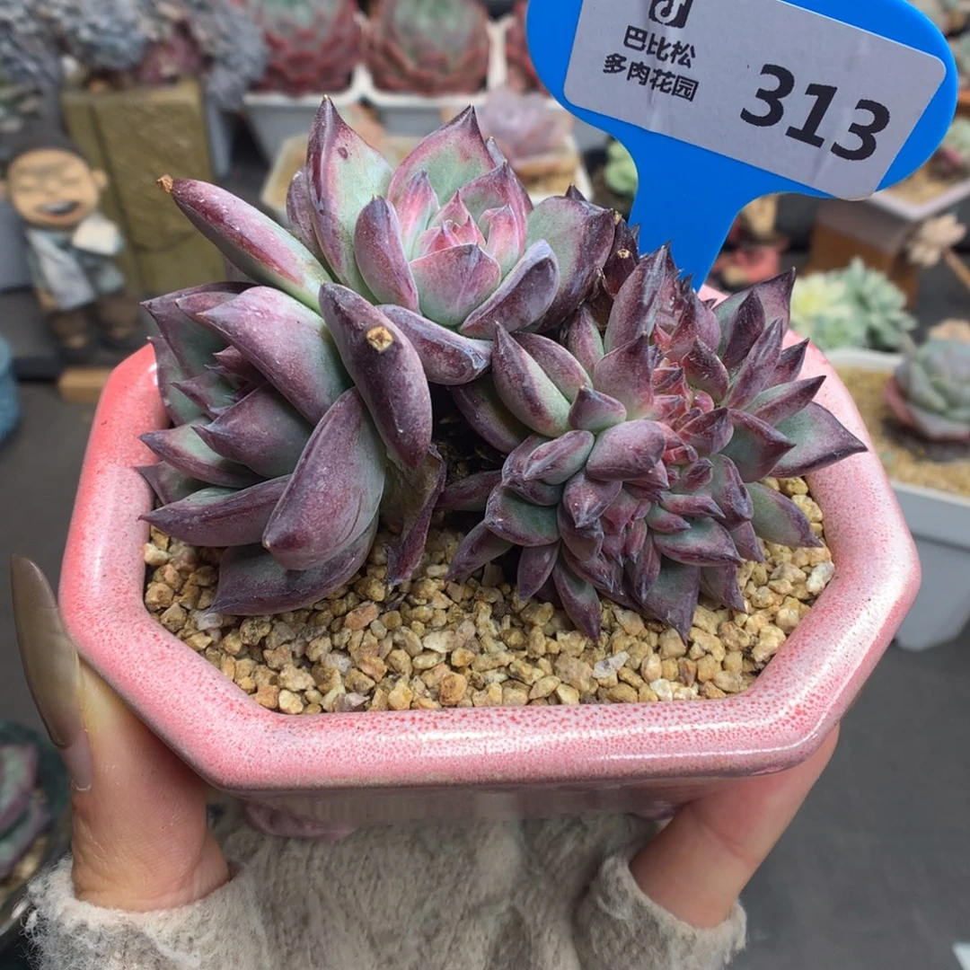 乙***鱼313红拉糖缀化多肉植物