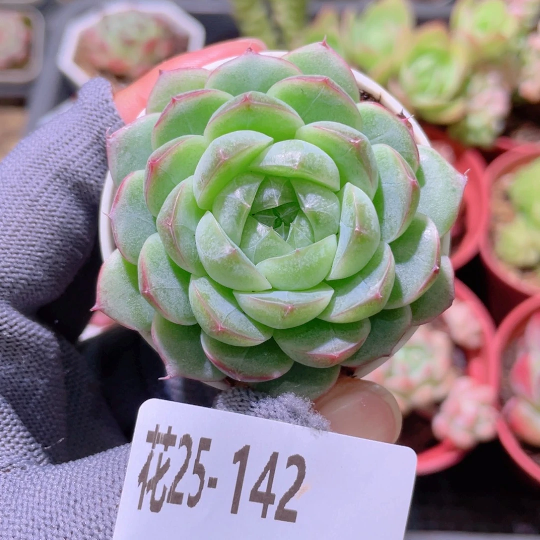 花利美25-142新品珍妮