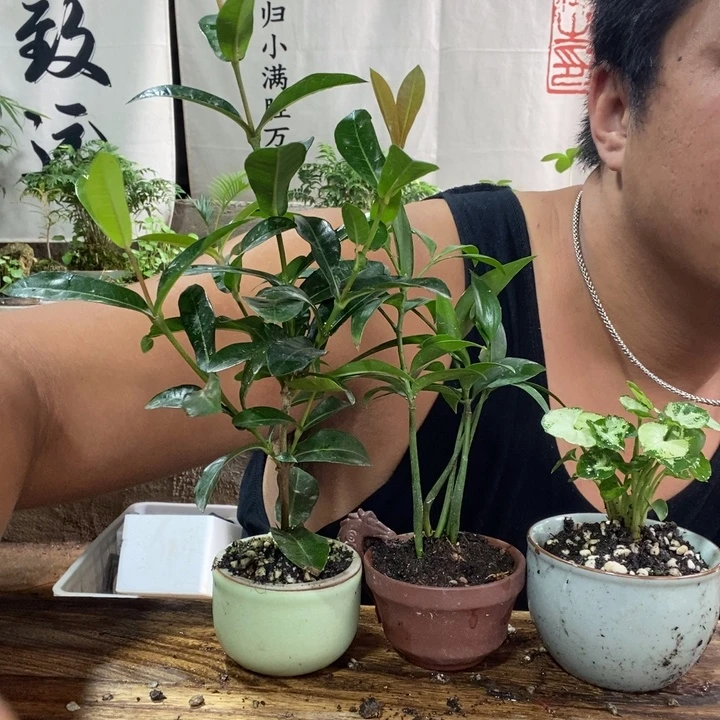 无花朵退款拉黑拉黑16