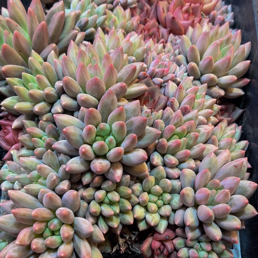 ****渡396多肉葡萄的价格是多少啊