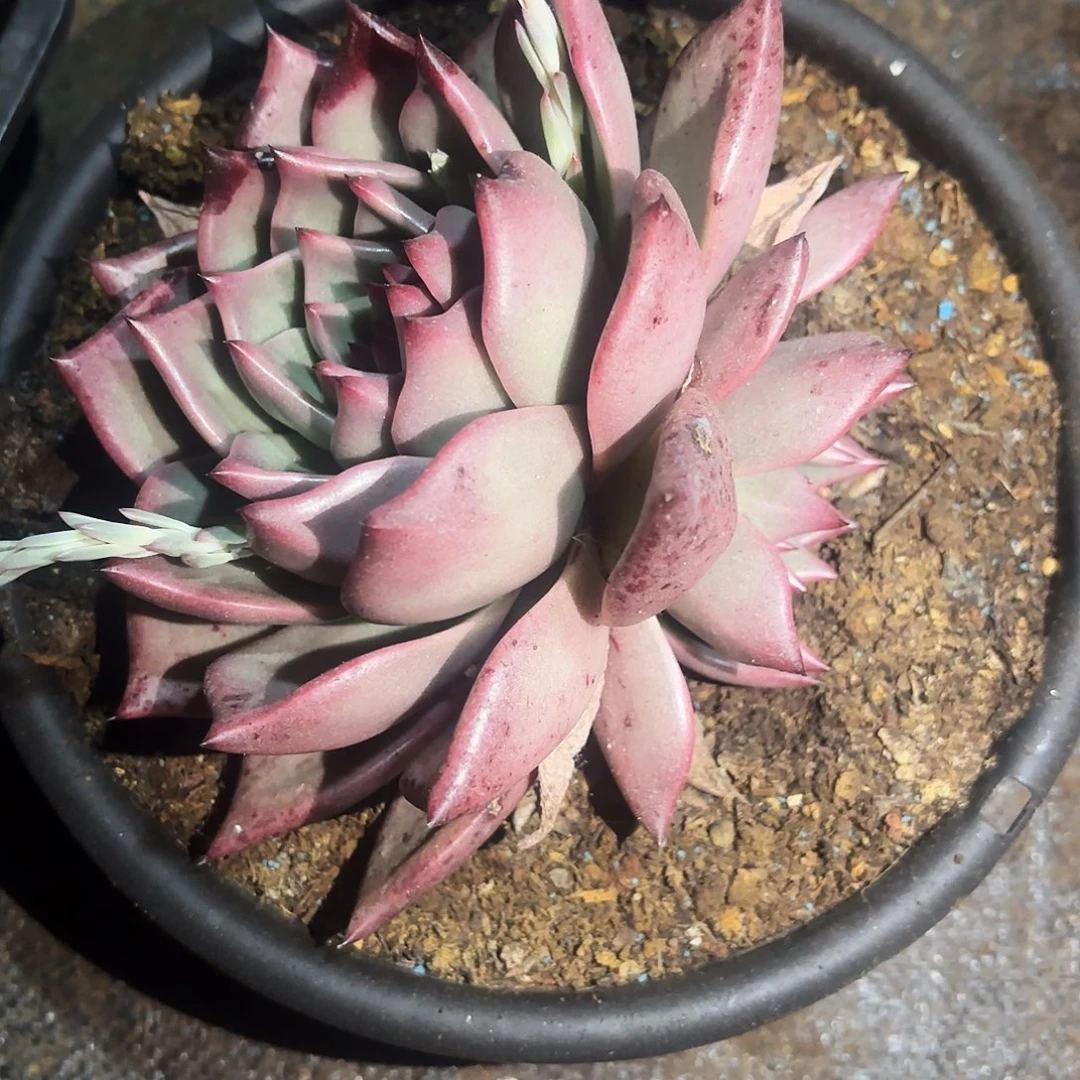 多肉植物杂交一颗脱土发货