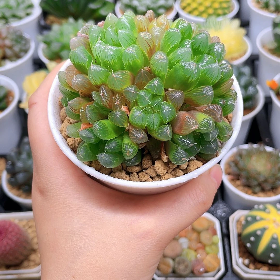 多头彩虹玉露，原盆