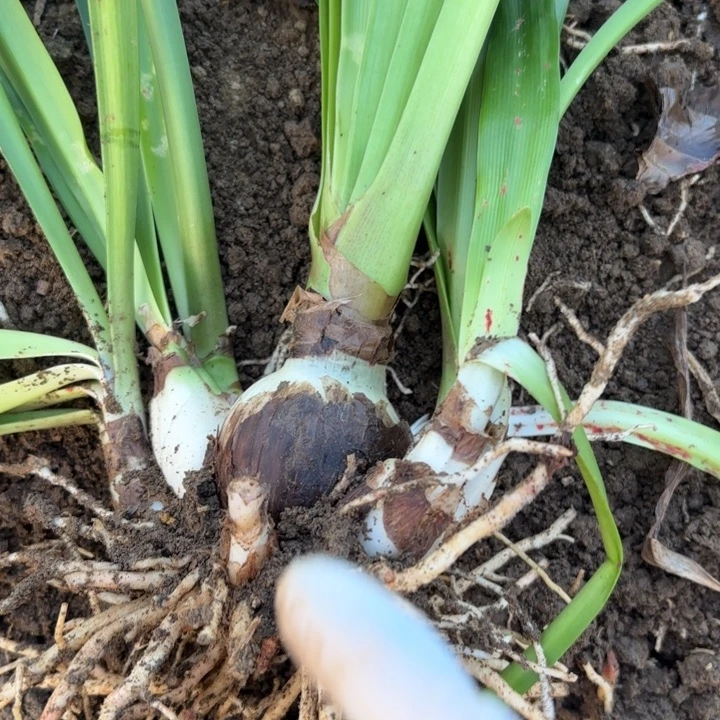 无花朵安吉拉包对版一号