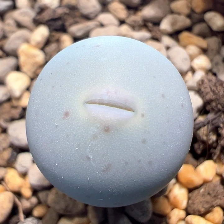 396。 青蛙种源优选ampoort  v嘴。