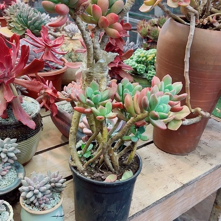 葵***花清星美人一物一拍95号