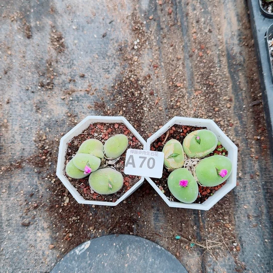 70多肉植物多肉植物