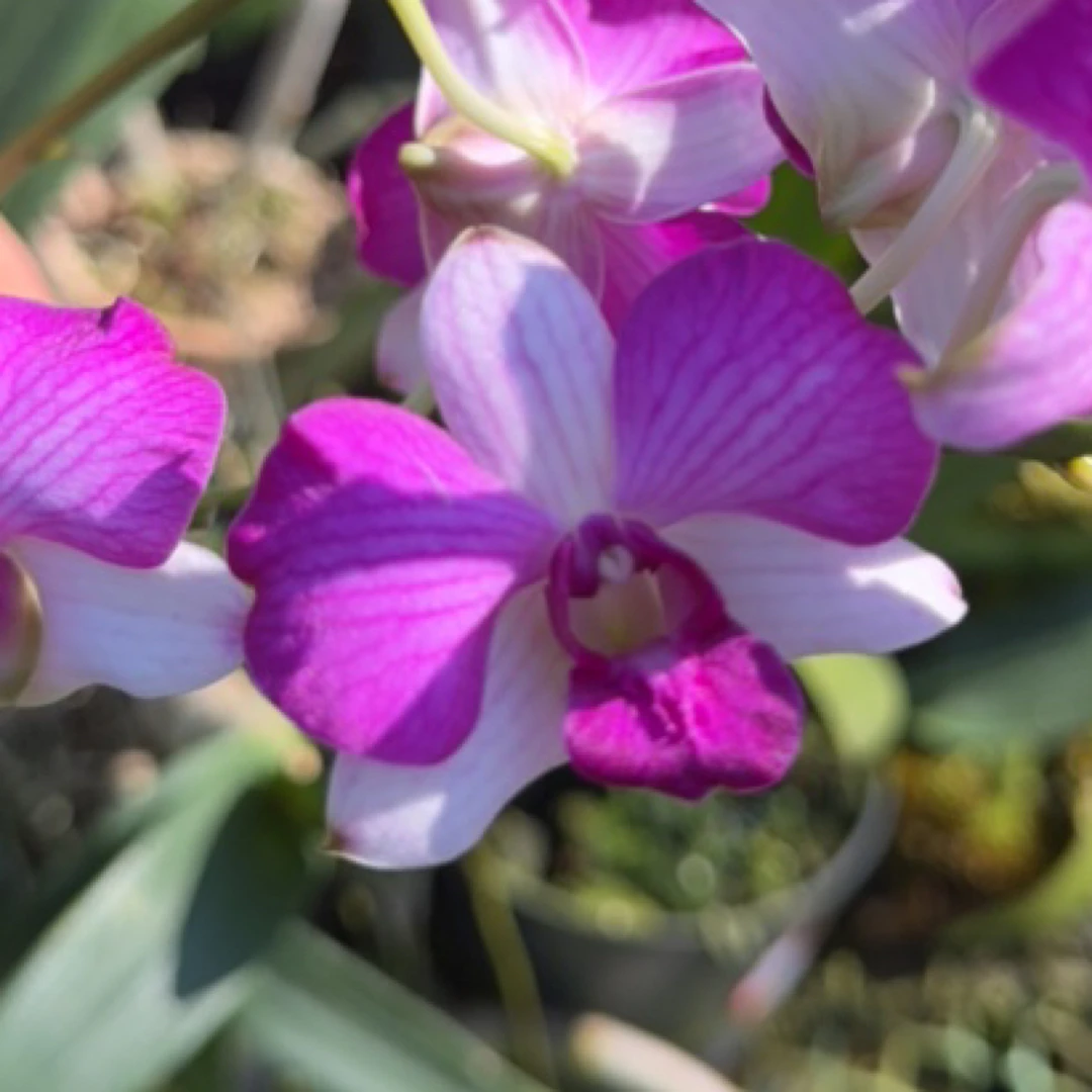 樱桃精品秋石斛（傣妹与花）阳台庭院养殖爆花花期长