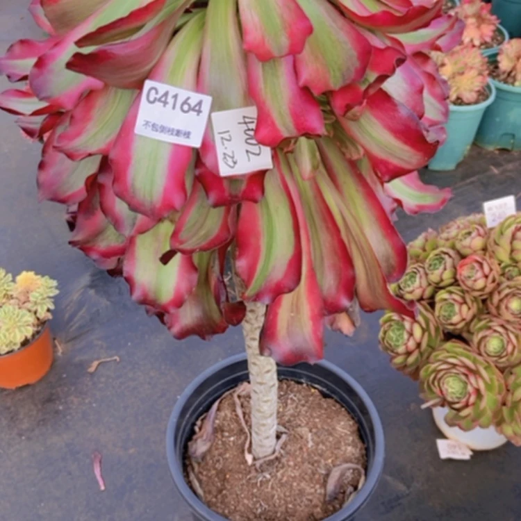 【闪购商品】不****叔4264多肉