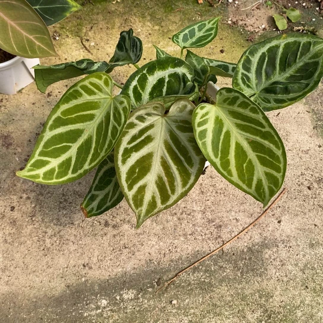 不开花植物希望（2颗包邮无售后）