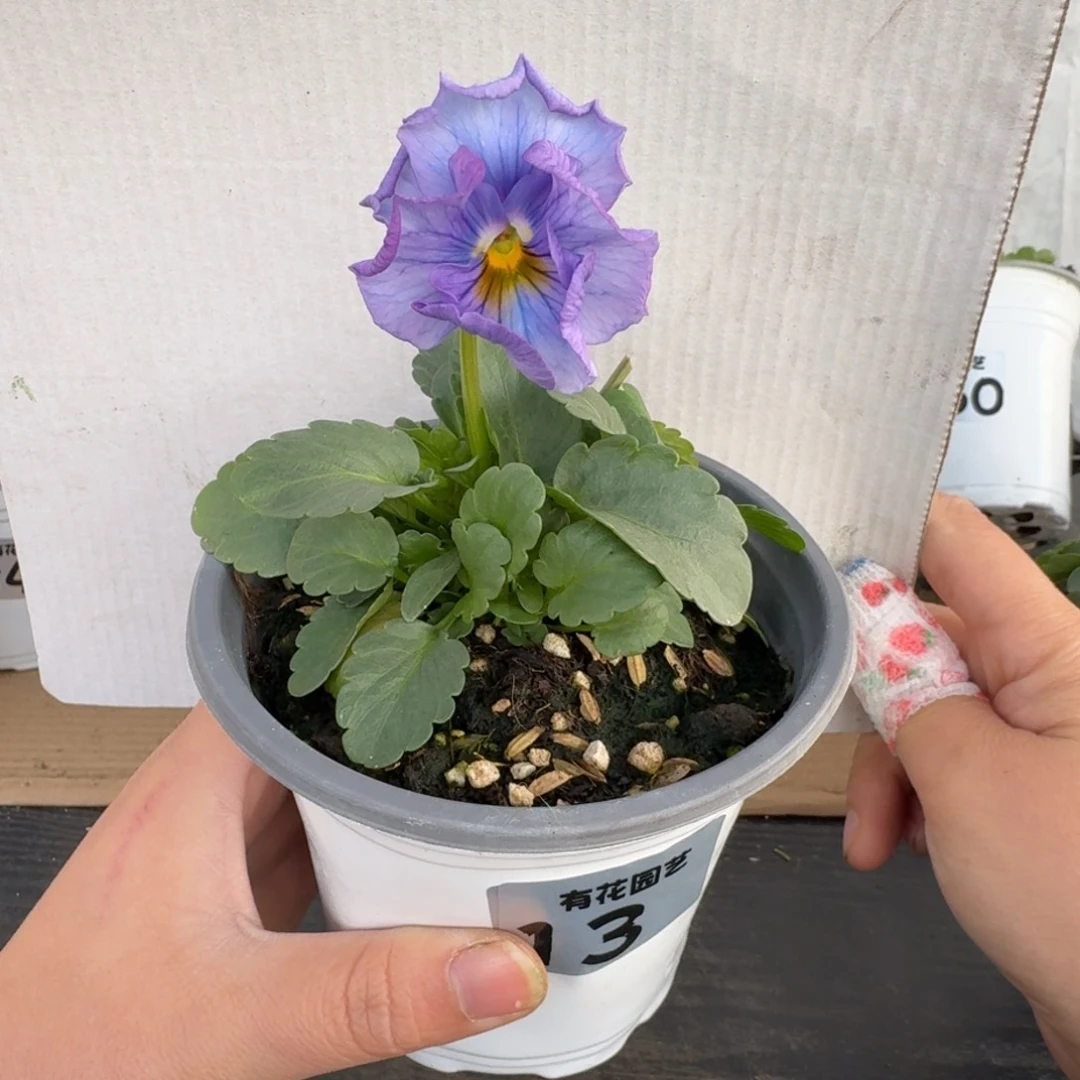 全部花朵13号角堇