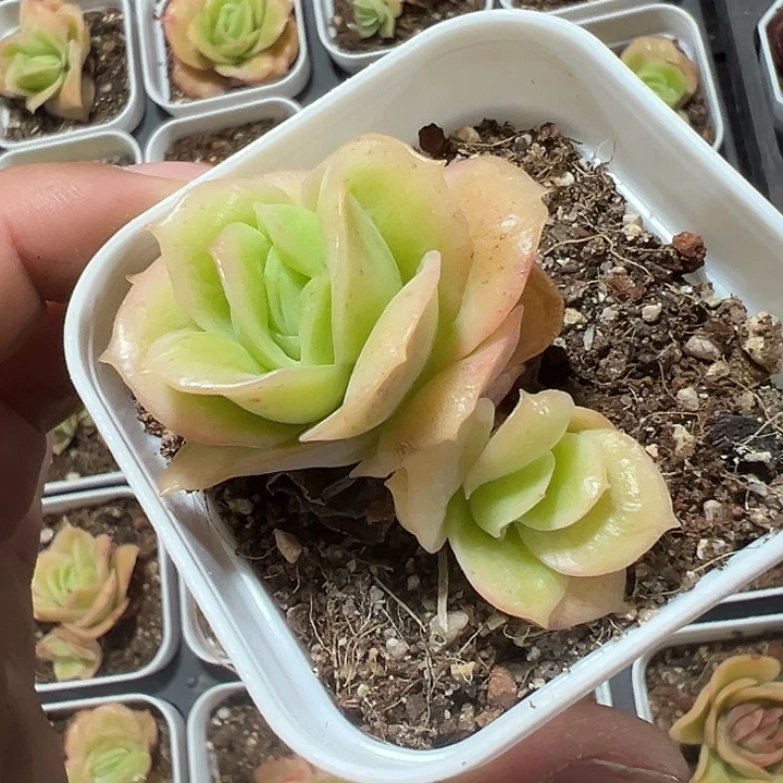 冰玫瑰锦精品多肉植物