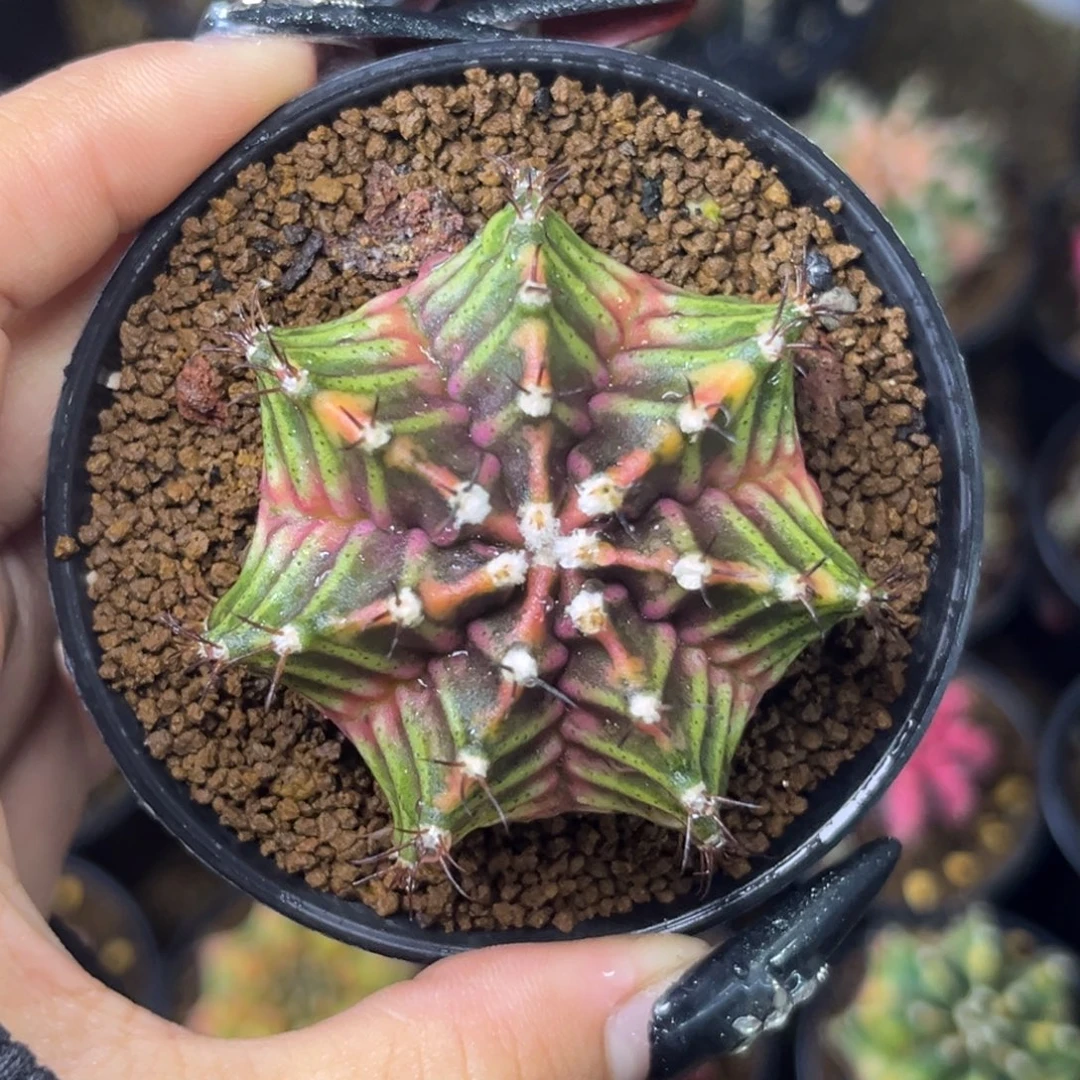 泰系米哈锦 带盆土发货