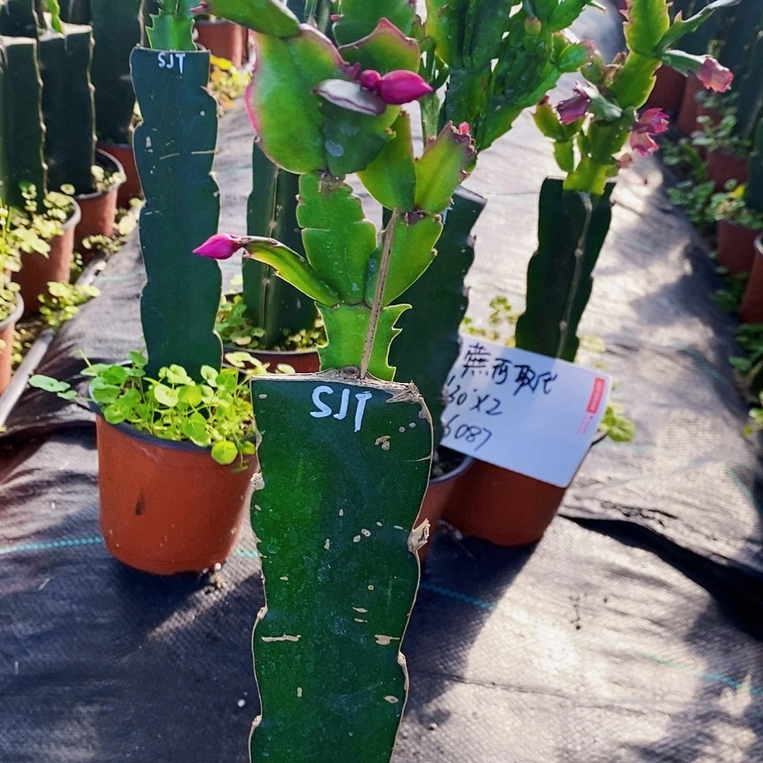 青***豆完全开放火龙果嫁接蟹爪兰福利