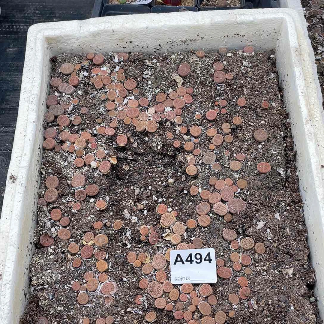 红富贵清筐 脱土494