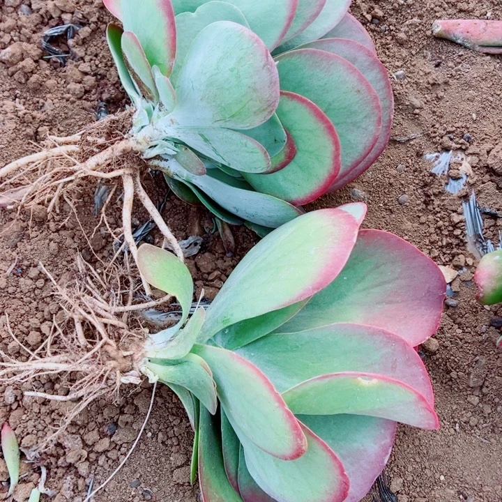 地栽唐印2棵一组昆明发货