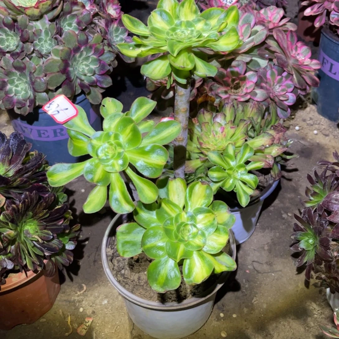 576多肉植物暴君群生砍过