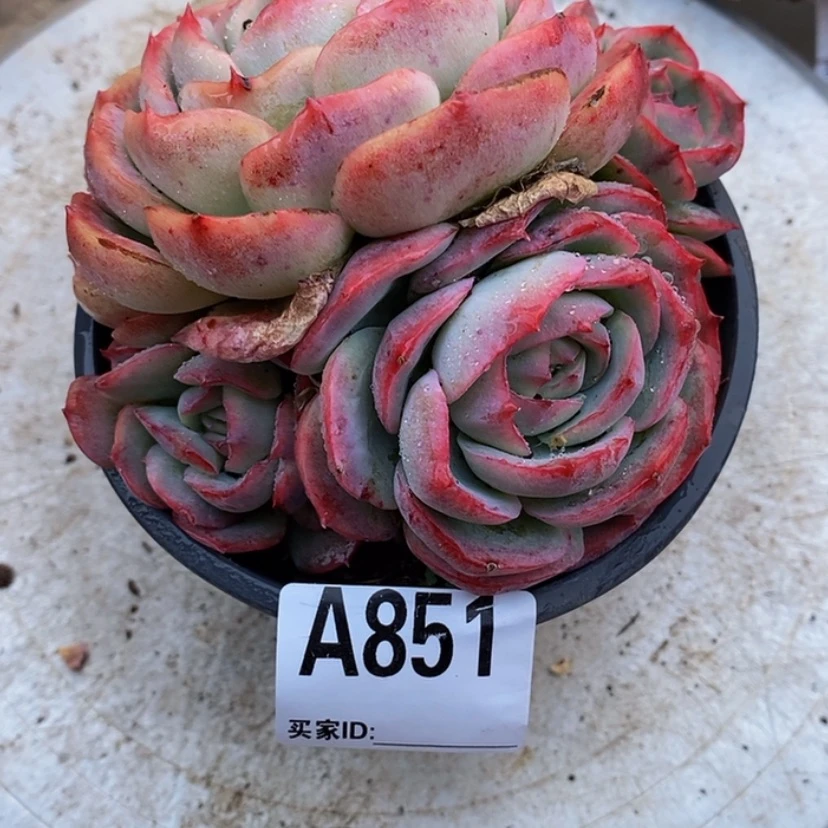 【闪购商品】张*张多肉植物