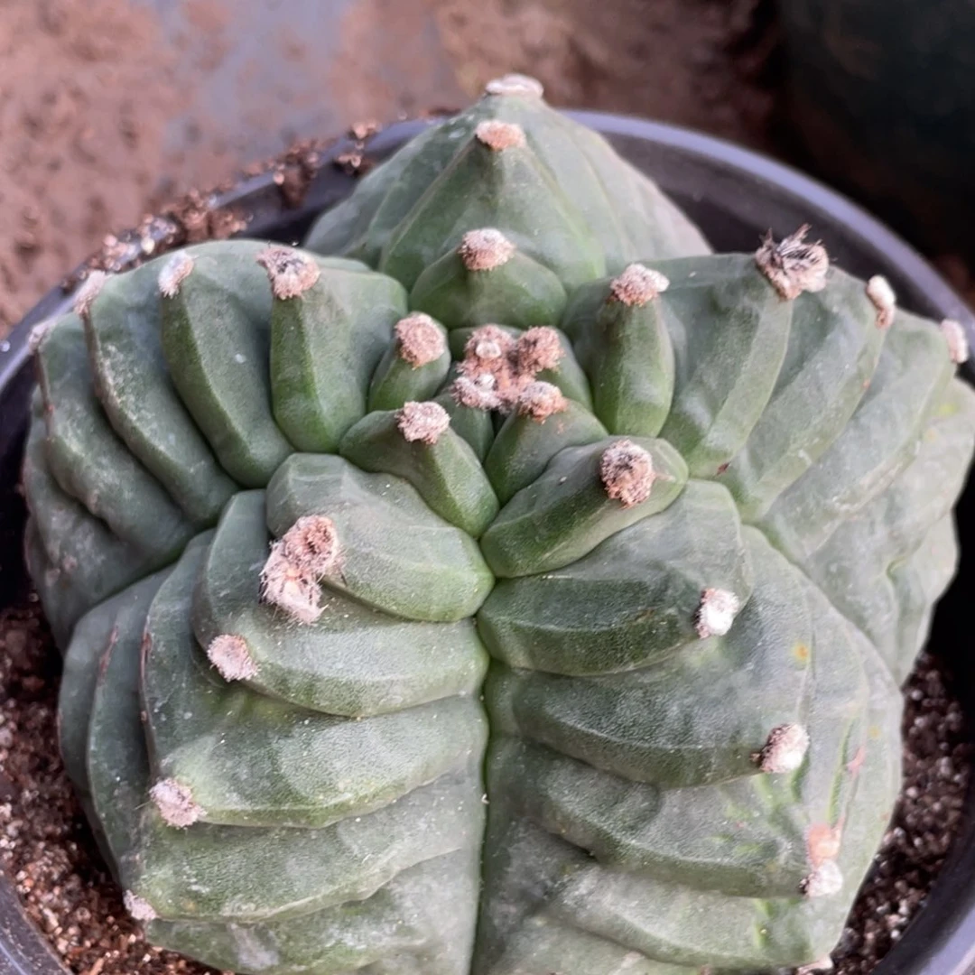 全部花朵自根 角犹锯齿鸾凤玉