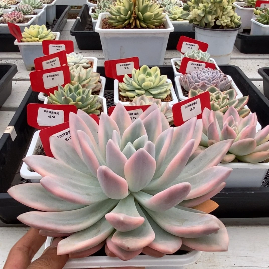 52号奥普锦多肉植物