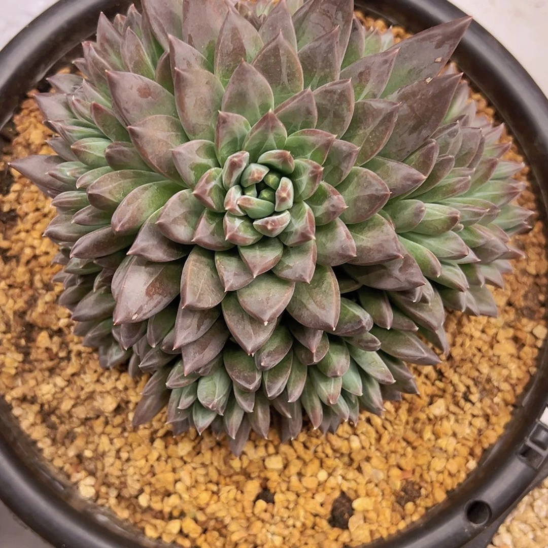 梵高11111111111111111