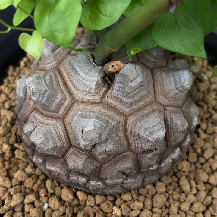 4001号龟甲龙带盆包邮