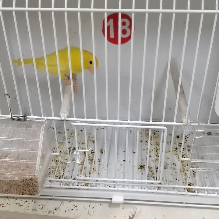 虎皮鹦鹉龙蜡黄公一只18号笼