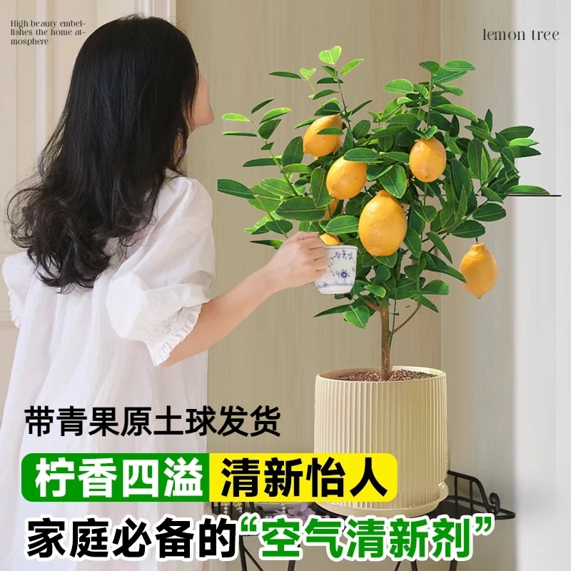 挂果香水柠檬盆栽80~100带土球阳台种植四季好养可除甲醛室外
