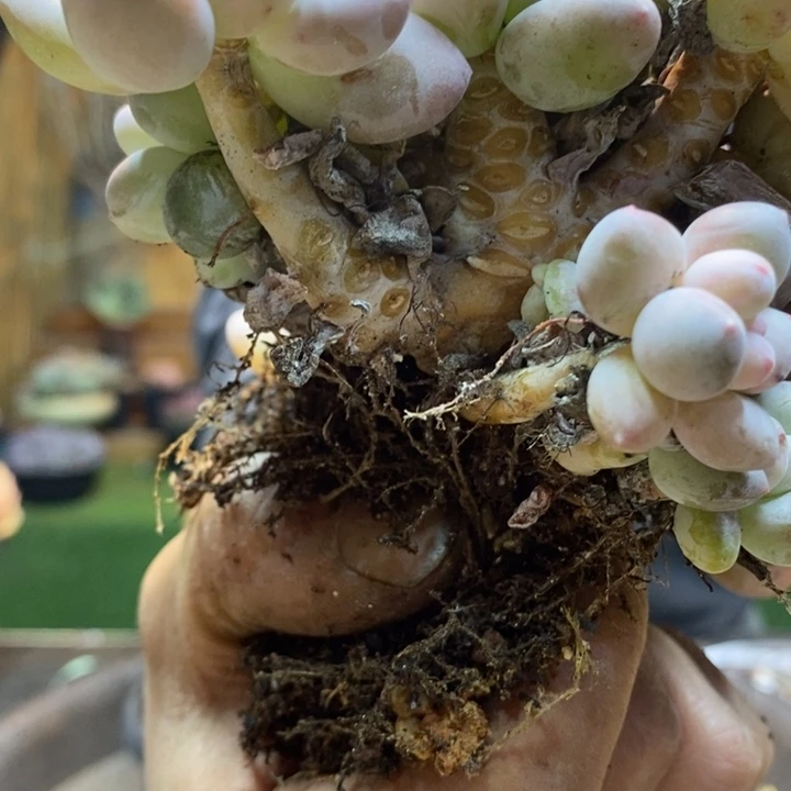 芯***熙303号香水多肉植物