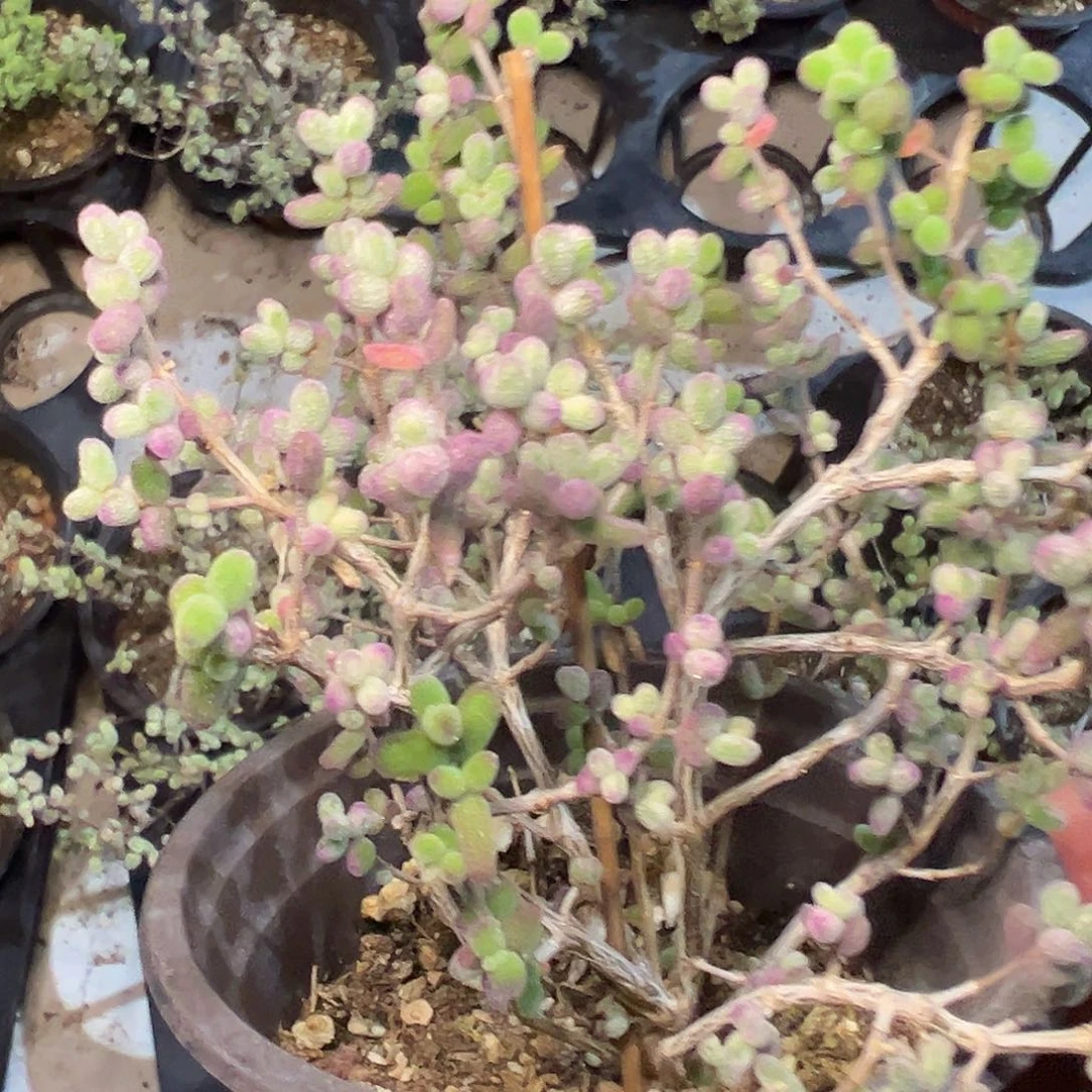 糖球白虎斑锦老桩精品90杯