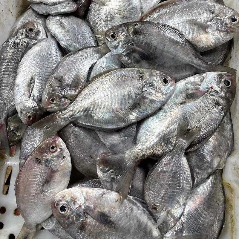 福建肉鲳鱼冷冻南鲳鱼海鱼刺鲳鱼水产深海速冻东海鲜顺丰包邮