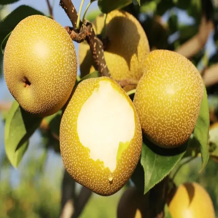 苏苏家威宁小黄梨