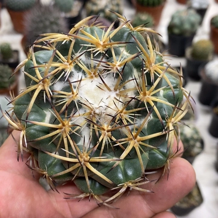 实生天丝象牙特价