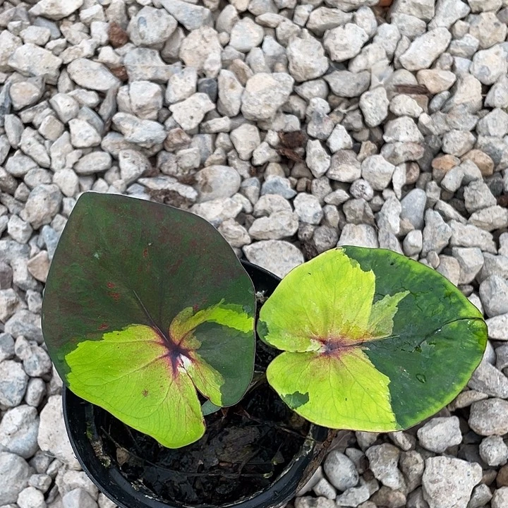 无花朵黄绿养定盆栽