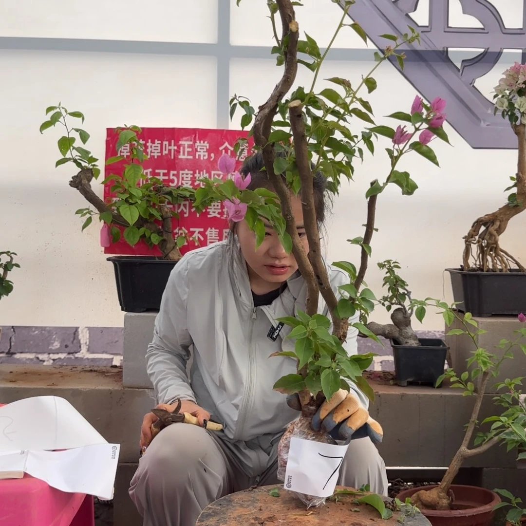 大部分花苞少量开放