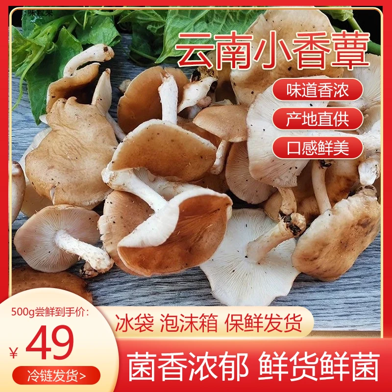 【热卖】云南小香蕈500克新鲜现摘菌类蘑菇源产地直发非干货